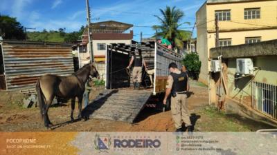 Prefeitura de Rodeiro em parceria com a Polícia Militar e Polícia Rodoviária Estadual realiza apreensão de animais soltos na rodovia