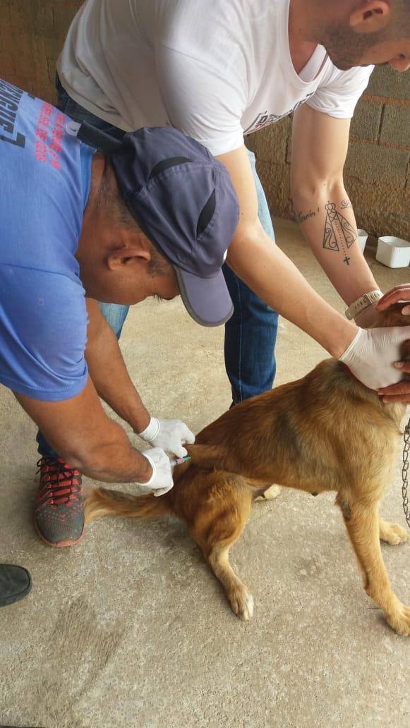 Vacinação antirrábica